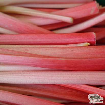 Buy Rhubarb- Red Champagne 'champagne crowns' in the UK' online from Jacksons Nurseries.
