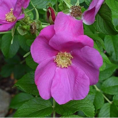 Rosa rugosa bare root 4 flowers and foliage