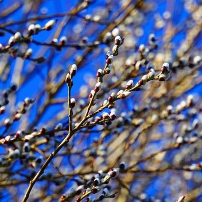 Salix alba bare root 3 in winter