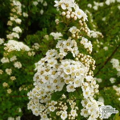Buy Spiraea nipponica snowmound (Tosa spirea snowmound)  online from Jacksons Nurseries.