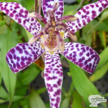 Buy Tricyrtis hirta 'Empress' (Toad Lily) online from Jacksons Nurseries.
