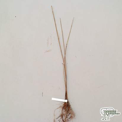 Buy Acer Campestre Bare Root online from Jacksons Nurseries
