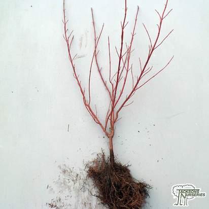 Buy Cornus alba Elegantissima (Red-barked Dogwood) online from Jacksons Nurseries