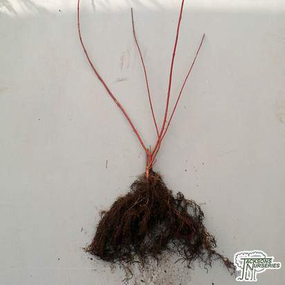 Buy Cornus alba Sibirica Bare Root (Red-barked Dogwood) online from Jacksons Nurseries