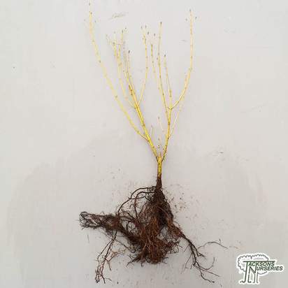 Buy Cornus sericea Flaviramea Bare Root online from Jacksons Nurseries