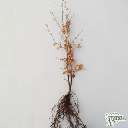 Buy Fagus sylvatica 'Purpurea' Copper/Purple Beech Bare Root online from Jacksons Nurseries