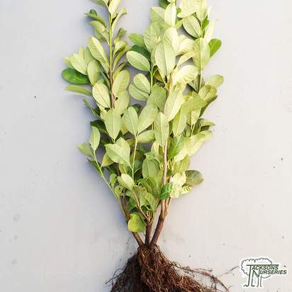 Buy Prunus Rotundifolia Laurel Hedging Bare Root online from Jacksons Nurseries.