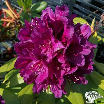 Buy Rhododendron x hybrid 'Polar Night' online from Jacksons Nurseries.