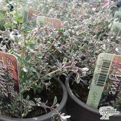 Buy Thyme - Thymus vulgaris Silver Posie online from Jacksons Nurseries.