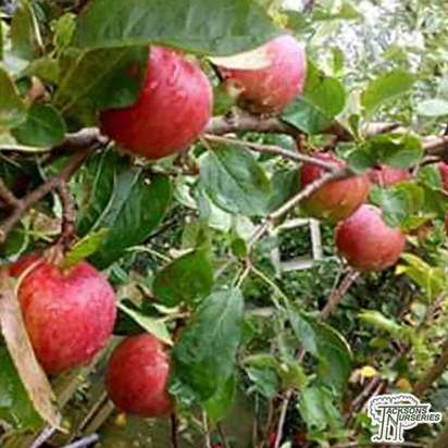 Buy Apple - Malus domestica Red Falstaff online from Jacksons Nurseries.