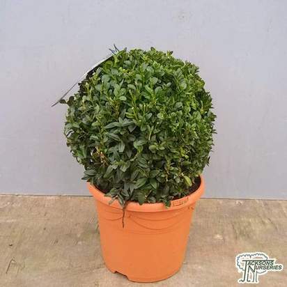 Buy Buxus sempervirens Ball (Common Box) online from Jacksons Nurseries.