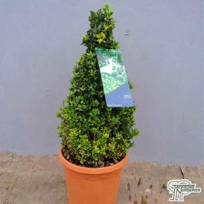 Buy Buxus sempervirens Cone (Common Box) online from Jacksons Nurseries.