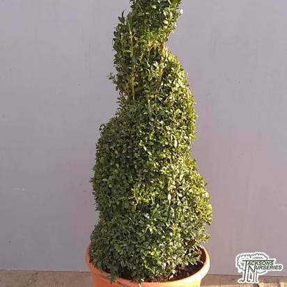 Buy Buxus sempervirens Spiral (Common Box) online from Jacksons Nurseries.