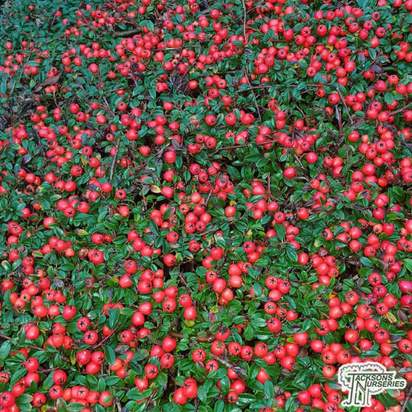 Buy Cotoneaster x suecicus Coral Beauty (Tree) online from Jacksons Nurseries