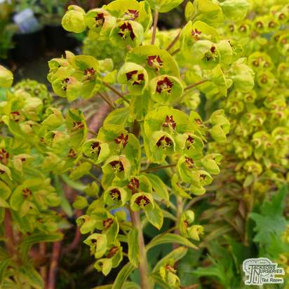 Buy Euphorbia x martinii 'Ascot Rainbow' (Spurge) online from Jacksons Nurseries