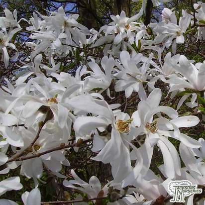 Buy Magnolia salicifolia 'Wada's Memory' online from Jacksons Nurseries.