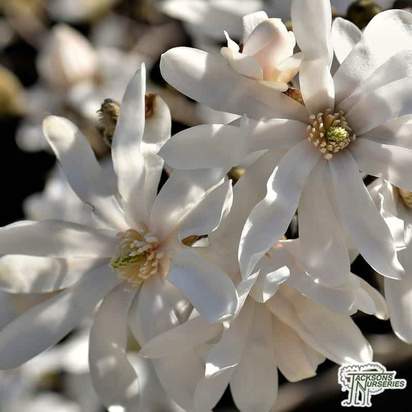Buy Magnolia salicifolia 'Wada's Memory' online from Jacksons Nurseries.