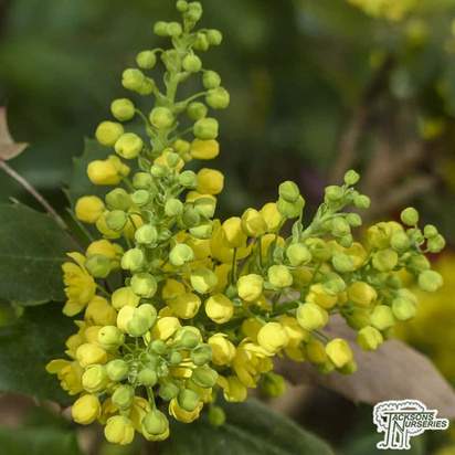 Buy Mahonia aquifolium (Mountain grape) online from Jacksons Nurseries