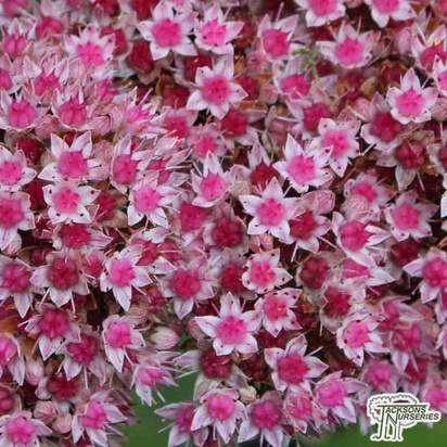 Buy Sedum cyaneum 'Rosenteppich' (Rose Carpet) (Stonecrop) online from Jacksons Nurseries