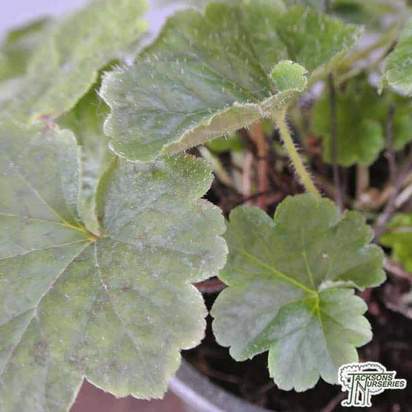 Buy Tellmia grandiflora (Fringe cups) online from Jacksons Nurseries