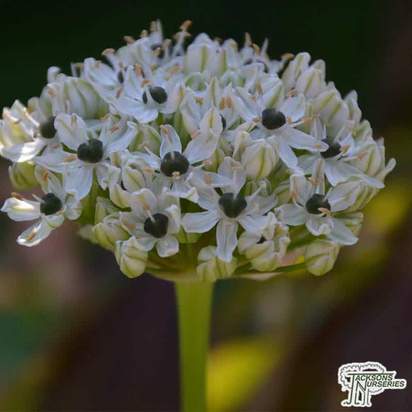 Buy Allium 'Silver Spring' online from Jacksons Nurseries.