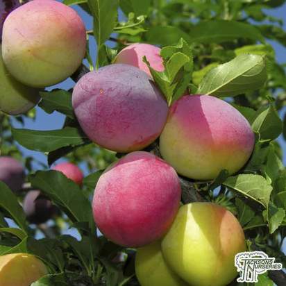 Buy Plum - Prunus domestica 'opal' online from Jacksons Nurseries.