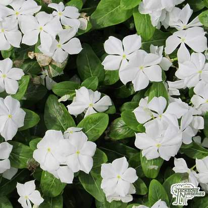 Buy Vinca minor f. alba (Lesser White Perwinkle) online from Jacksons Nurseries