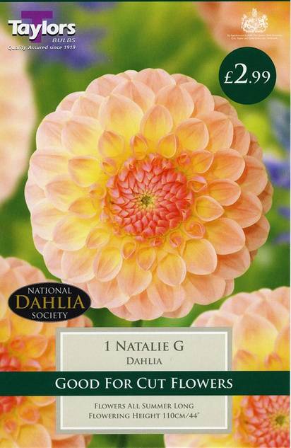 Dahlia Natalie G (1 Pack) Taylors Bulbs