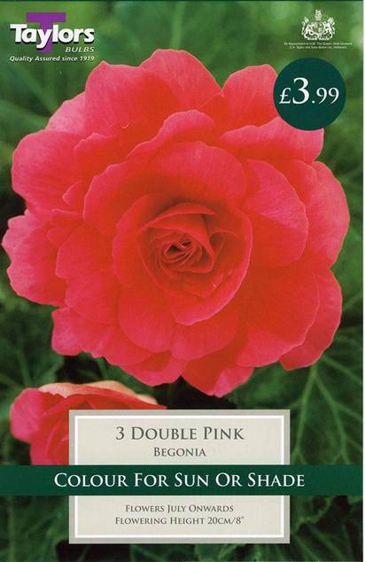 Begonia Double Pink (3 Pack) Taylors Bulbs