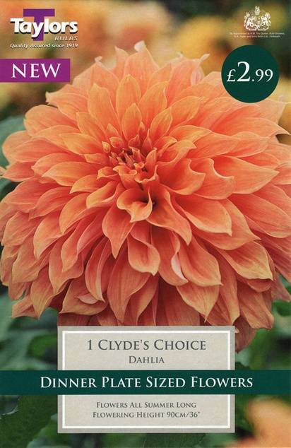 Dahlia Clyde's Choice (1 Pack) Taylors Bulbs