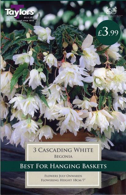 Begonia Giant Cascading White (3 Pack) Taylors Bulbs
