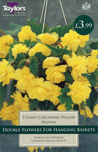 Begonia Giant Cascading Yellow (3 Pack) Taylors Bulbs