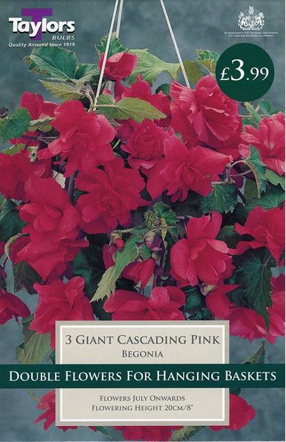 Begonia Giant Cascading Pink (3 Pack) Taylors Bulbs