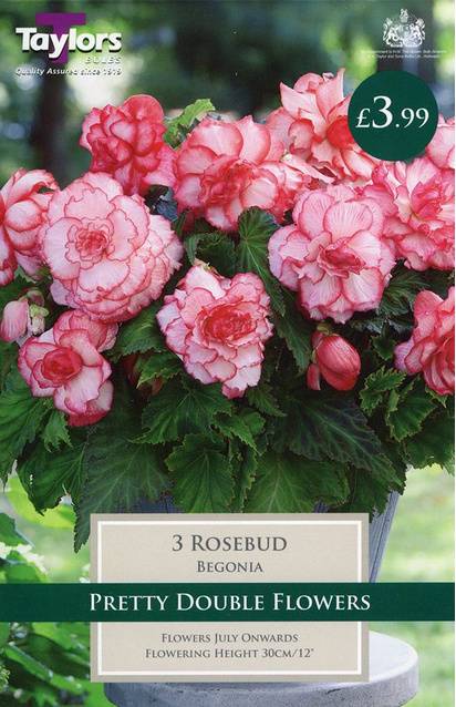 Begonia Rosebud (3 Pack) Taylors Bulbs