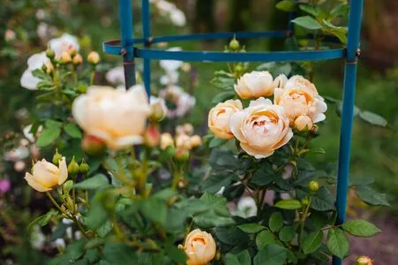 Rosa Wollerton Old Hall 2