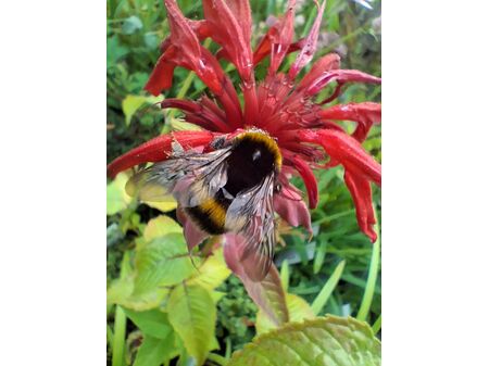 Buy Monarda Cambridge Scarlet (Bergamot) online from Jacksons Nurseries.