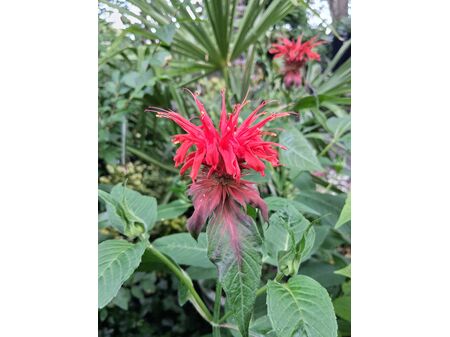 Buy Monarda Cambridge Scarlet (Bergamot) online from Jacksons Nurseries.