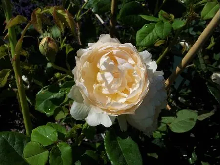 Rosa Wollerton Old Hall 1