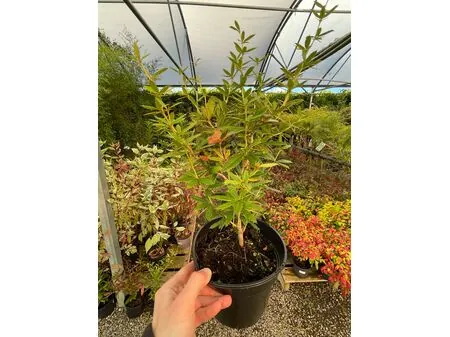 Berberis Julianae 1