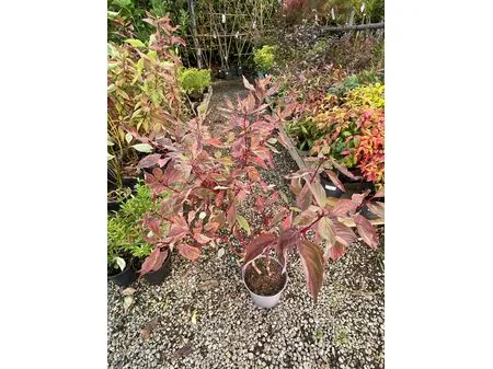Cornus Spaethii 1