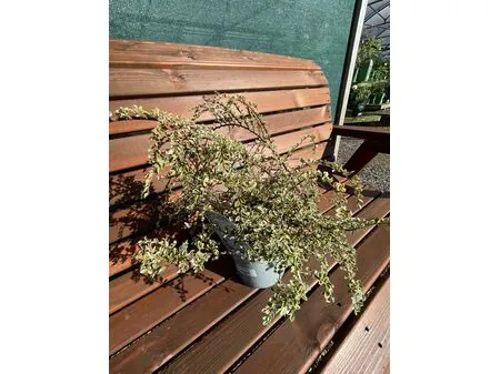 Cotoneaster Variegatus 1