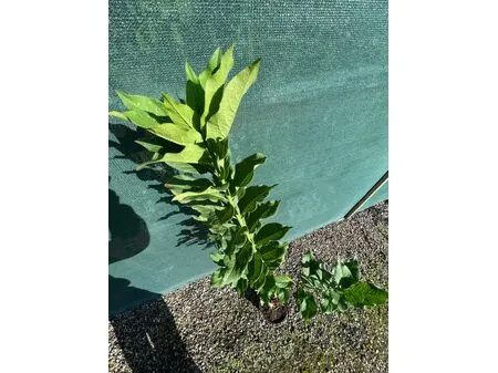 Euonymus Europaeus 1