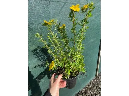 Potentilla Goldfinger 2