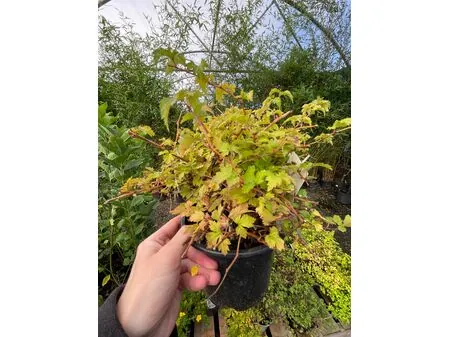 Stephanandra incisa Crispa 1