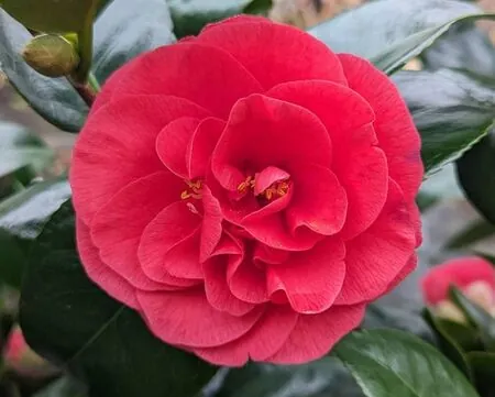 Camellia Lady Campbell plant