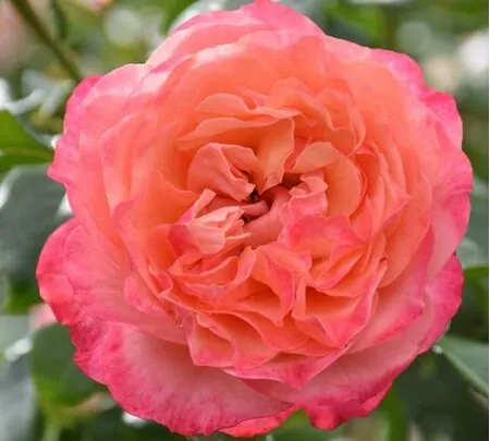 Buy Rose 'Korzwanlio' (Floribunda) online from Jacksons Nurseries