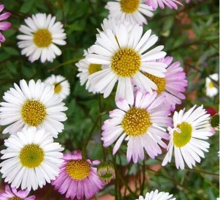 Erigeron Profusion 5