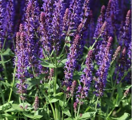 Salvia nemorosa 'Sensation Deep Blue Improved' - Actual plant
