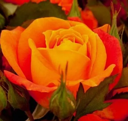 Buy Rose 'Super Trouper' (Standard, 90-120cm stem) online from Jacksons Nurseries