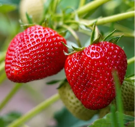 Strawberry Albion 3